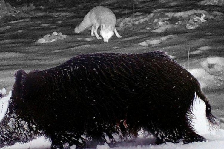 Fotokapanlardan yaban hayatı g&ouml;r&uuml;nt&uuml;leri