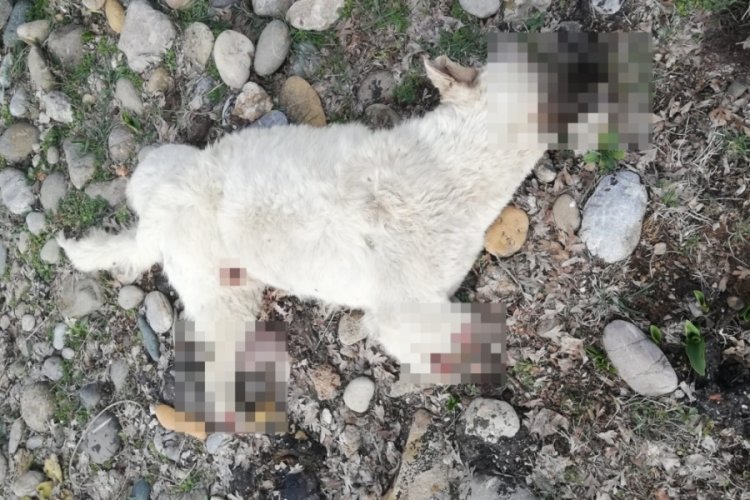 Tunceli'de sokak k&ouml;peği bacakları kesilmiş olarak bulundu