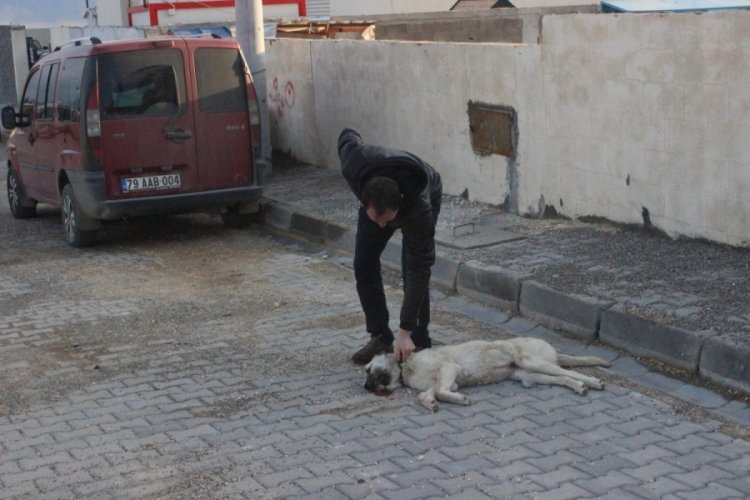 Vicdansız s&uuml;r&uuml;c&uuml; k&ouml;peği ezerek ka&ccedil;tı