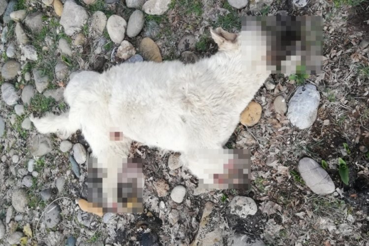 Bacakları kesilen k&ouml;peğin &ouml;l&uuml; bulunmasını &ouml;zel ekip araştıracak