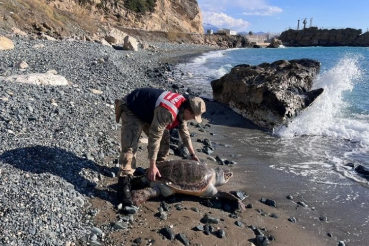 Hatay'da yaralı caretta caretta bulundu