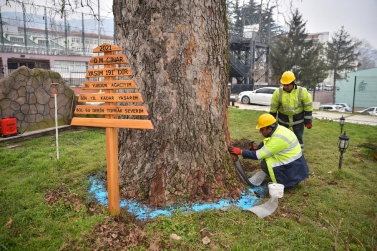 Bursa'da &ccedil;ınarlar koruma altında