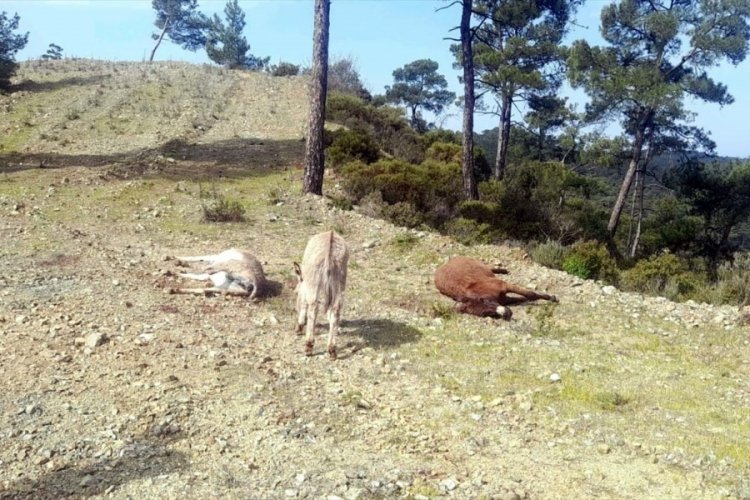 İki eşeği silahla vurdular