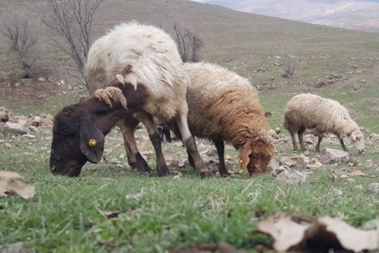 Hakkari'de koyunlar meralara &ccedil;ıkmaya başladı