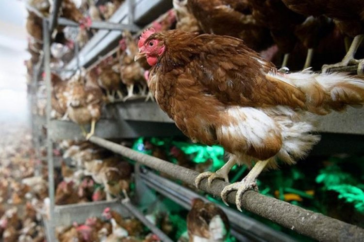 116 milyon 520 bin TL'lik tarımsal destek hesaplara ge&ccedil;iyor