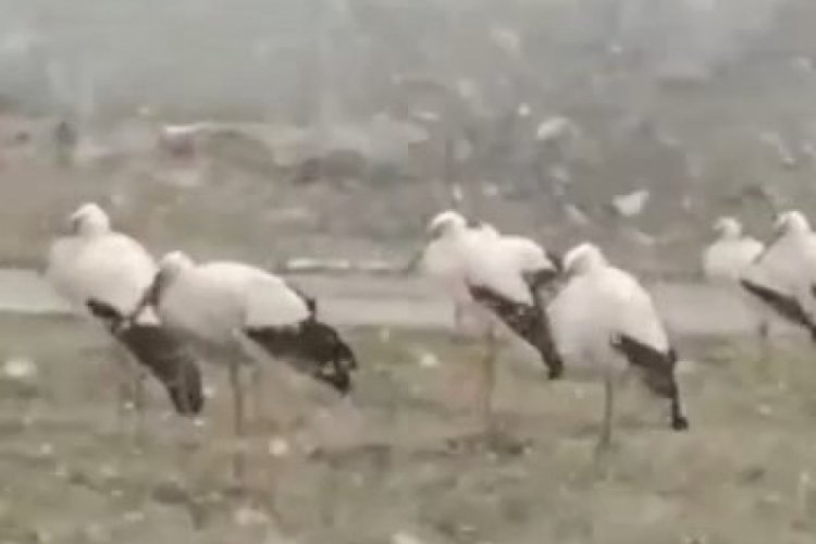 Bursa'daki leylekler soğuk havaya dayanamıyor