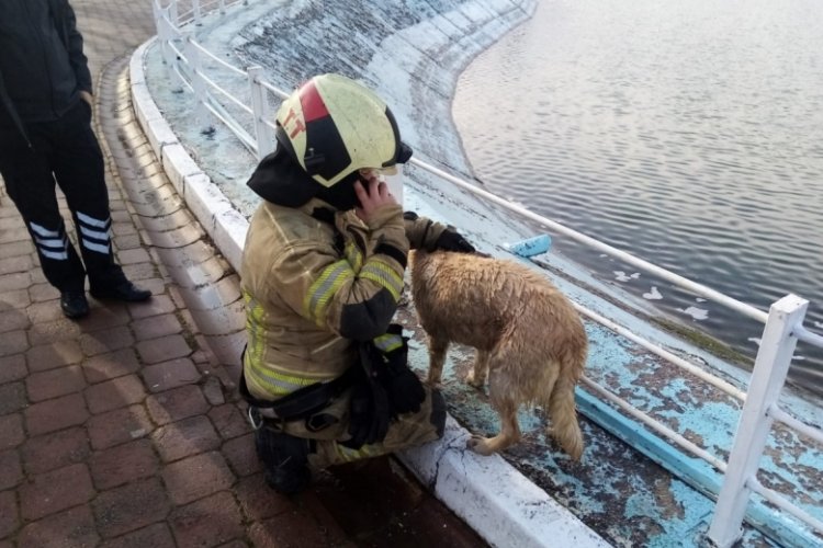 Bursa'da g&ouml;le d&uuml;şen k&ouml;peği montuyla sararak ısıttı