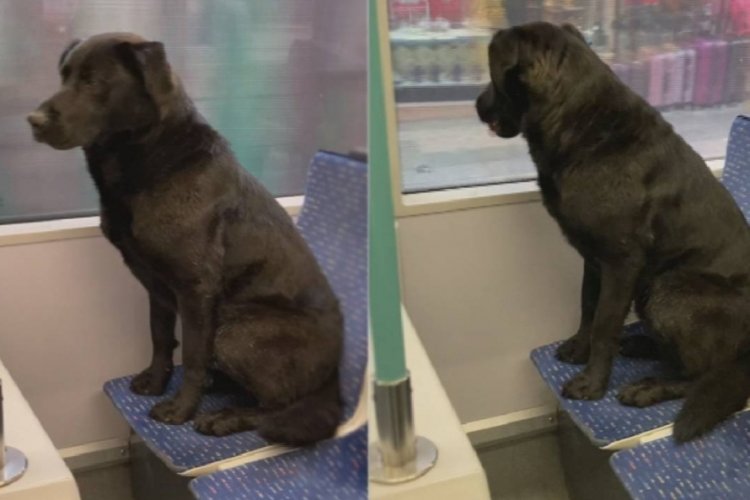Soğuktan &uuml;ş&uuml;y&uuml;nce tramvaya sığındı