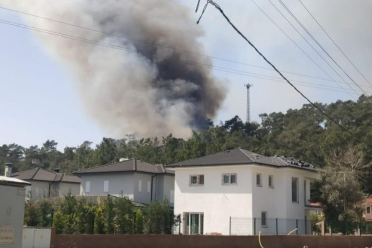 Muğla'da orman yangını