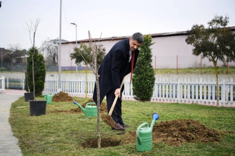 Kocaeli'de y&uuml;zlerce kiraz ve vişne ekildi