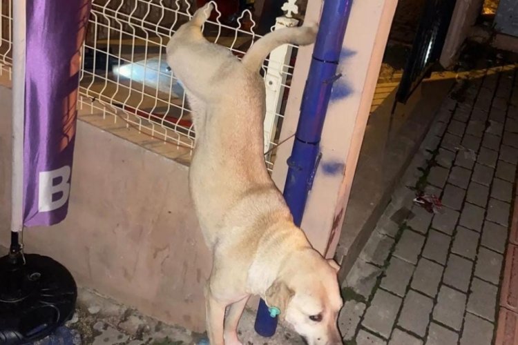Bursa'da k&ouml;pek, demir parmaklıklara takıldı