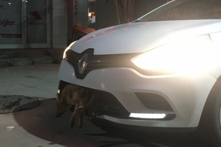 Bursa'da otomobilin &ccedil;arptığı &ccedil;akal, tampona sıkıştı