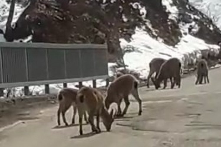Tunceli'de koruma altındaki dağ ke&ccedil;ileri trafiğe indi