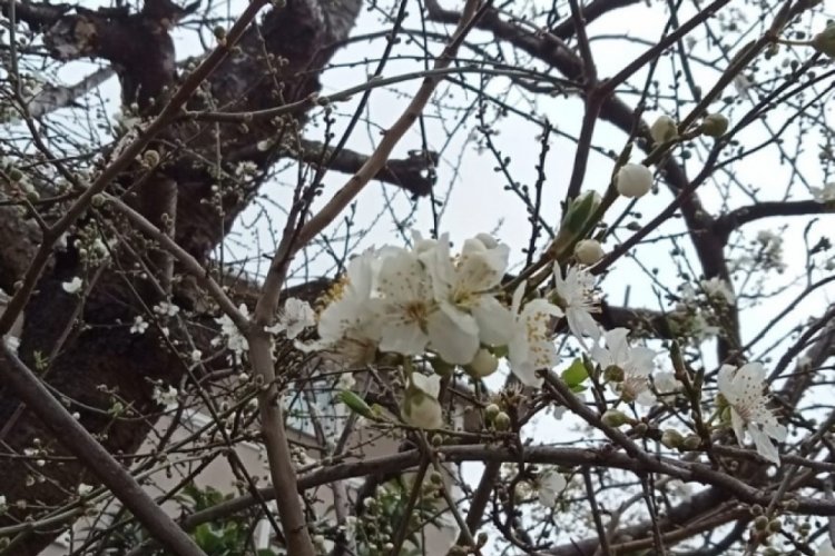 &Ccedil;i&ccedil;ek a&ccedil;an ağa&ccedil;lar g&ouml;renleri şaşırttı