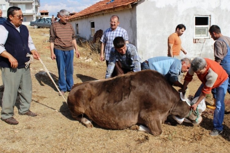 Uşak'ta gebe veya damızlık hayvan kesimine yasak
