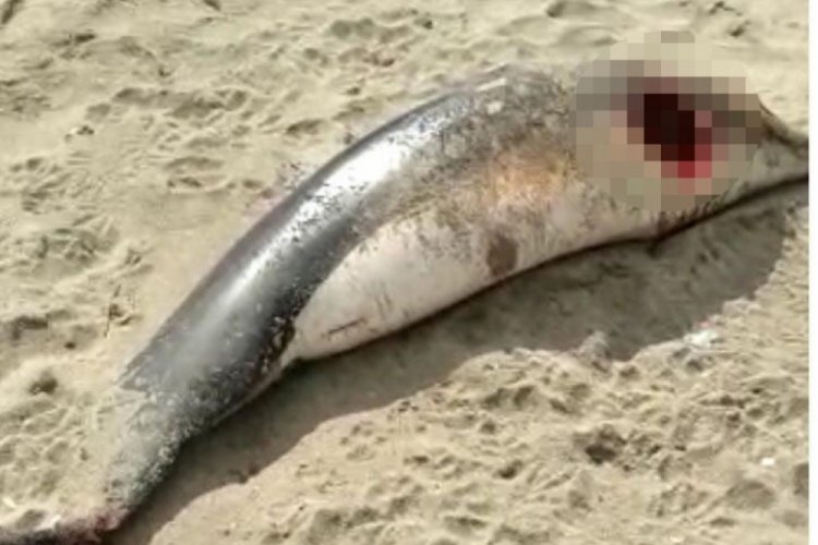 Bursa'da 8 yunusun &ouml;ld&uuml;ğ&uuml; sahilde, 2 yunus daha karaya vurdu
