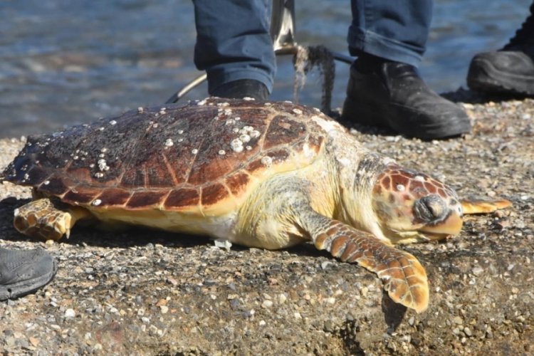 Bodrum sahilinde deniz kaplumbağası &ouml;l&uuml; bulundu