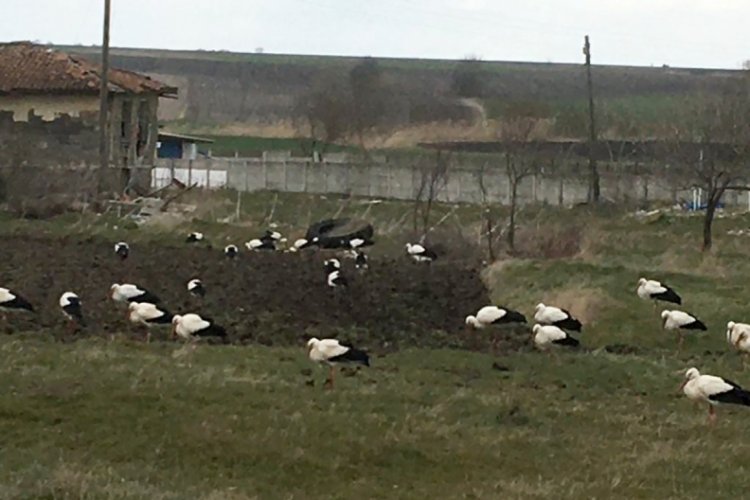 Tekirdağ'da leylekler kuvvetli r&uuml;zgarda mahalledeki boş alanlara kondu
