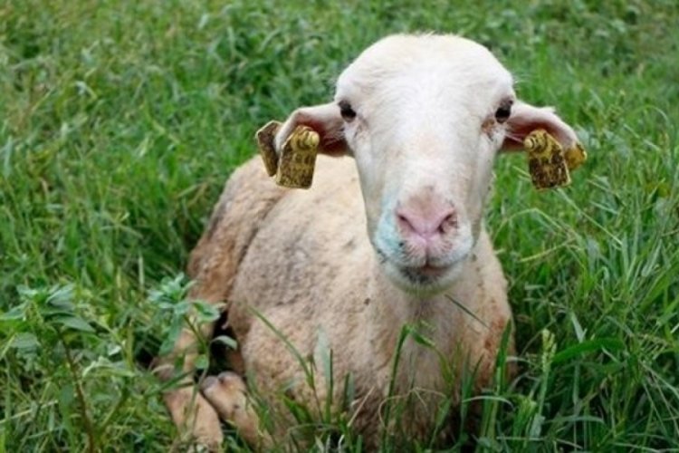 Iğdır'da 'mavi dil' karantinası! Mavi dil hastalığı nedir?