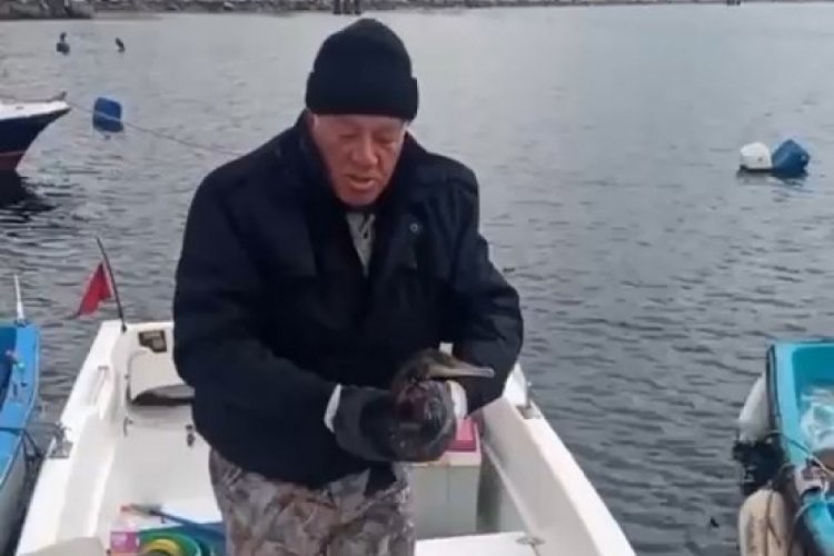 Bursa'da yaralı olarak bulundu! Denize d&ouml;neceği g&uuml;n&uuml; bekliyor
