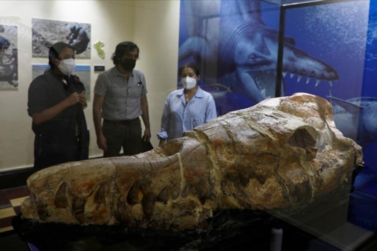 36 milyon yıllık canavar g&ouml;r&uuml;c&uuml;ye &ccedil;ıktı