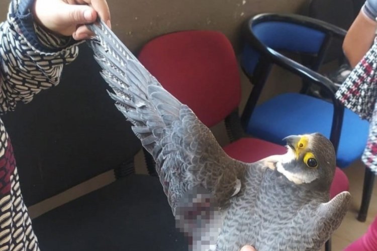 D&uuml;nyanın en hızlı u&ccedil;an kuşu, avcıların hedefi oldu
