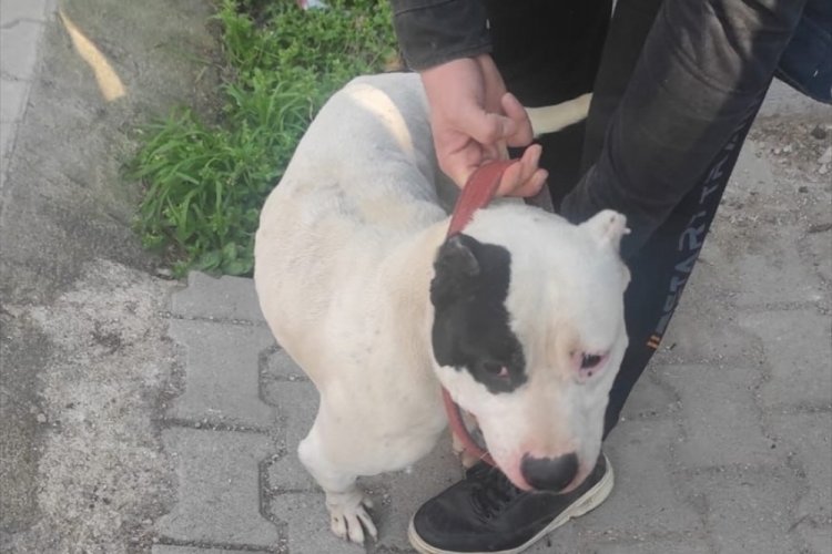 Evinden 5 yasaklı ırk k&ouml;pek &ccedil;ıktı