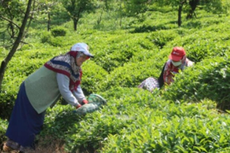 Yaş &ccedil;ay destekleme primleri  yatırıldı