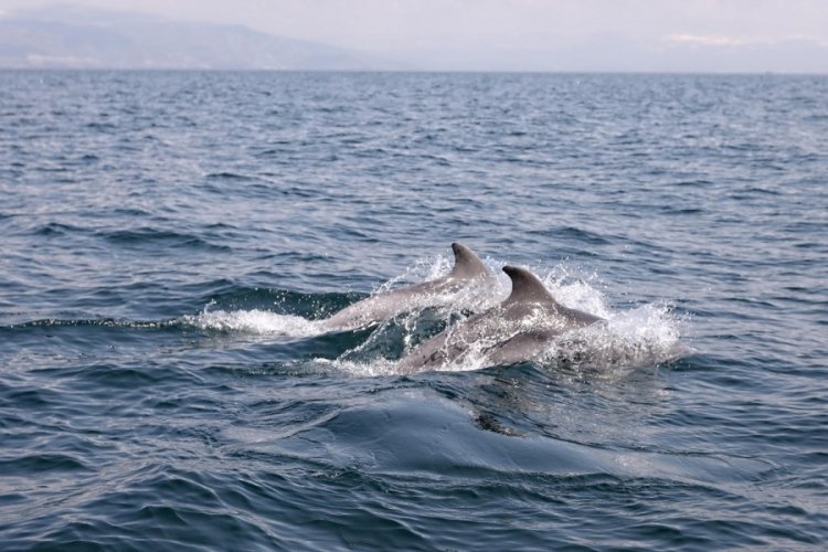 Dans eden yunuslar Mudanya'da g&ouml;rsel ş&ouml;len yaşattı