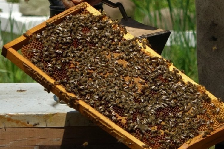 Bakanlıktan arıcılara ilave şeker arzı