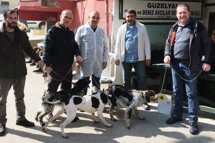 Bursa Mudanya'da av hayvanlarına kimlik