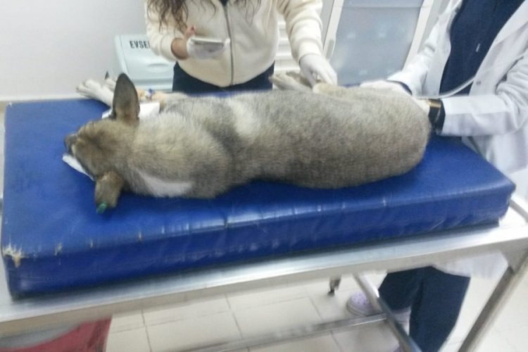 Bursa'da 30 k&ouml;peği zehirleyip &ouml;ld&uuml;rd&uuml;ler