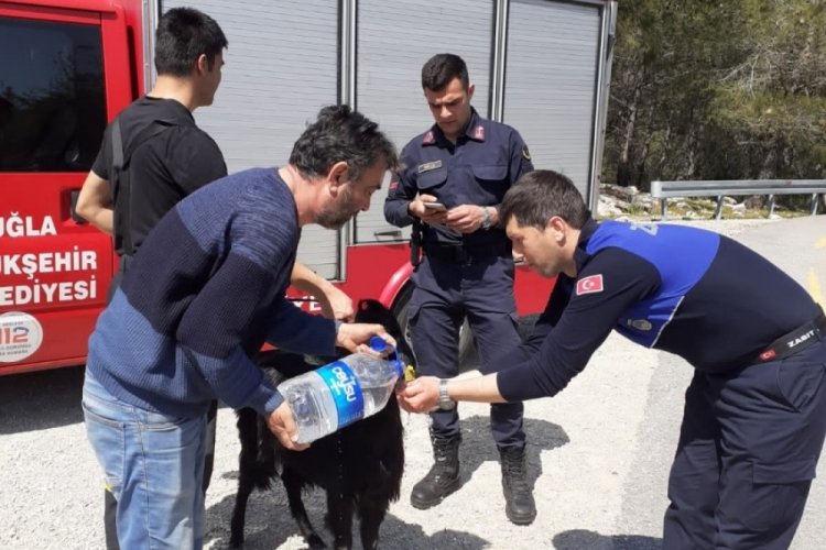 &Ccedil;ukur i&ccedil;erisinde kalan ke&ccedil;iyi, itfaiye ekipleri kurtardı