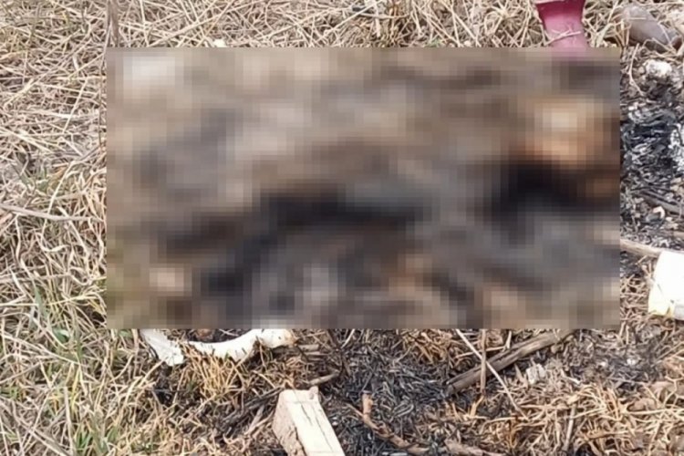 Kediyi yakıp araziye atmışlar