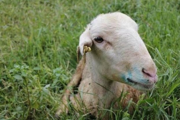 Bursa'da 'mavi' k&acirc;bus kapımızı &ccedil;almadan... (&Ouml;ZEL HABER)&nbsp;