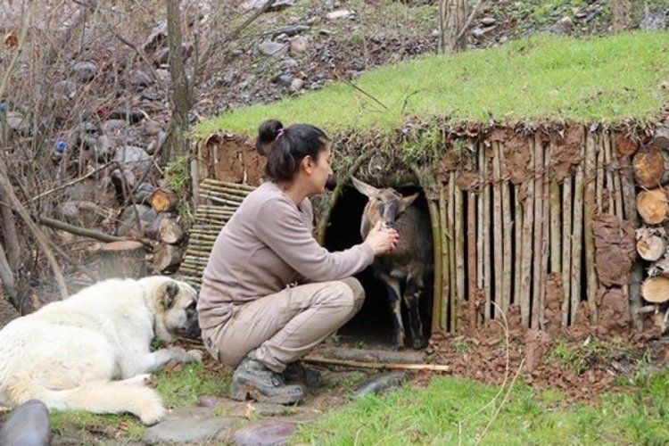 Dağ ke&ccedil;isini doğada bulup barınak yaptı