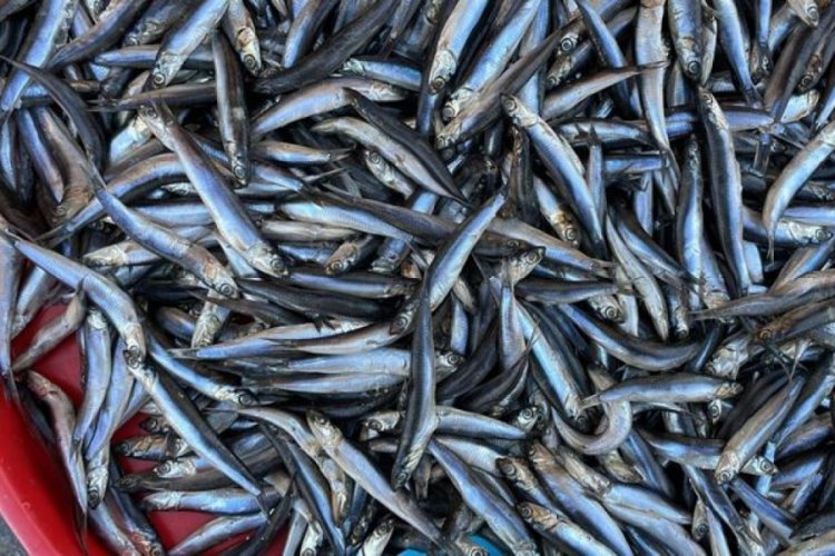 Balık avlama yasağının fiyatlara yansıması bekleniyor