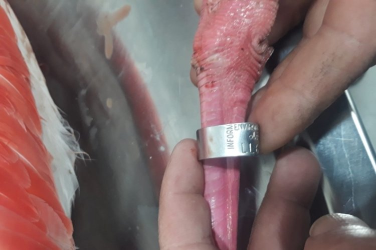 Flamingonun ayağında İranlı g&ouml;zlemcilerin taktığı &ccedil;ip bulundu