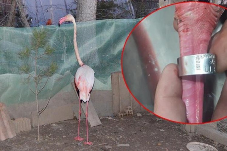 Aksaray'da bulunan flamingoda İran detayı