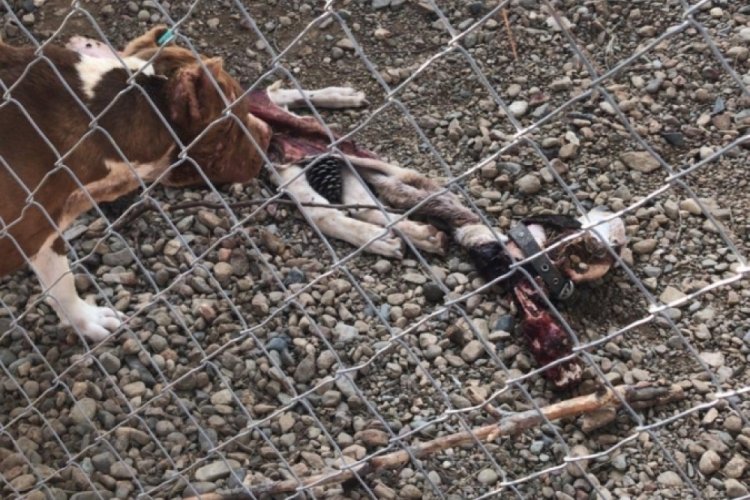 &Ccedil;anakkale'de k&ouml;peklerin birbirini par&ccedil;aladığı iddiasına soruşturma