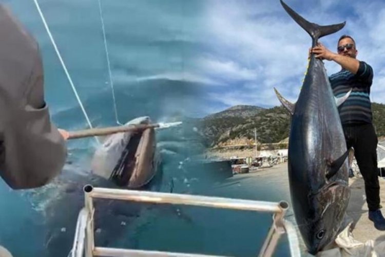 Amat&ouml;r balık&ccedil;ıların oltasına 100 kilogramlık orkinos takıldı!