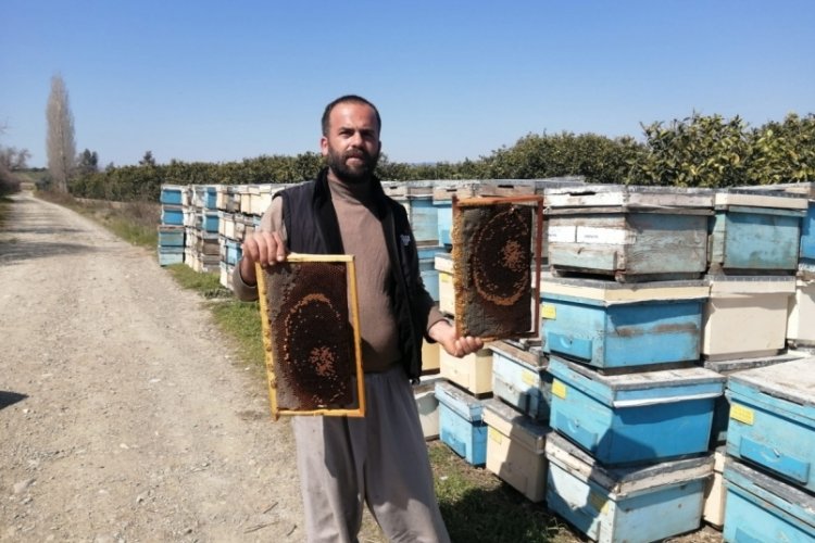 Adana'da 3 g&uuml;nde 500 kovan arı &ouml;ld&uuml;
