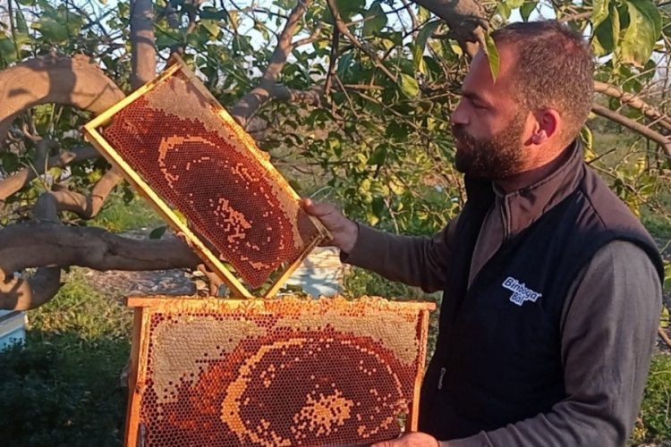 Adana'da binlerce arı telef oldu
