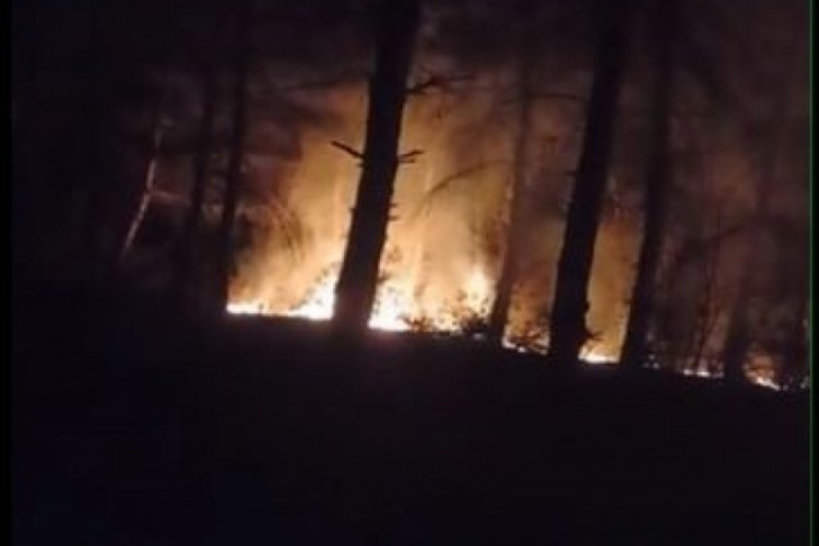 Tekirdağ'da korkutan orman yangını