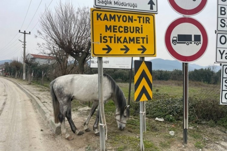 Bursa'da atı yol ortasında ağaca bağladılar