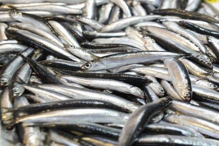 Balıkesir'de balık fiyatları d&uuml;ş&uuml;şte