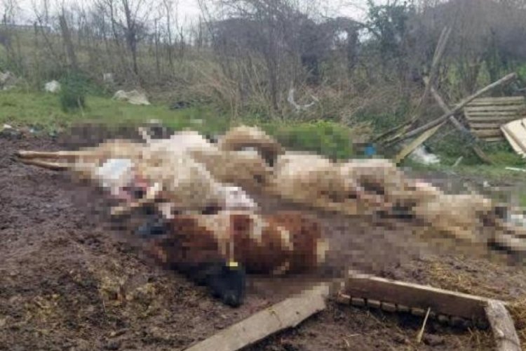 İlk defa meraya &ccedil;ıkan, 21 koyun telef oldu
