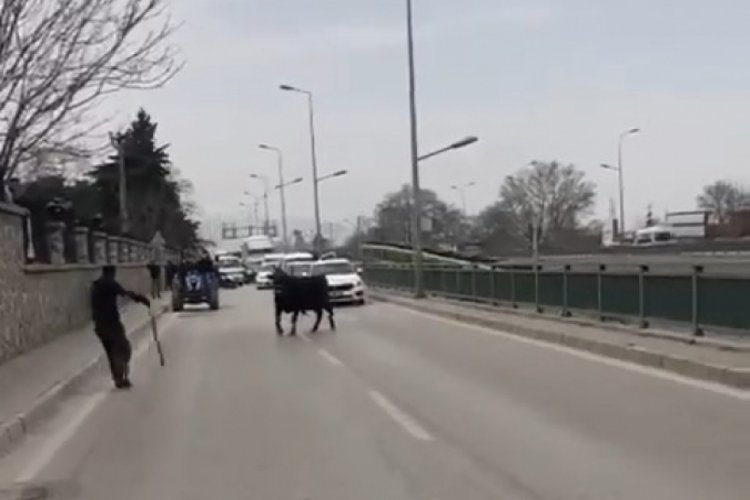 Kızgın boğa Bursa'da caddeyi arenaya &ccedil;evirdi