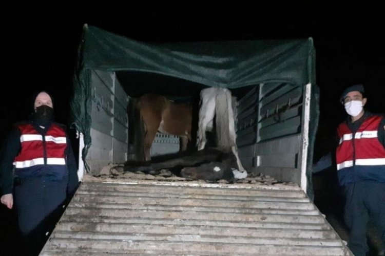 At ve eşek kesip piyasaya s&uuml;rmeye &ccedil;alışanlar su&ccedil;&uuml;st&uuml; yakalandı