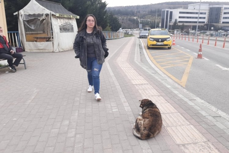 Kocaeli'de kamp&uuml;ste k&ouml;pek saldırısı